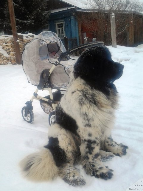 Фото: ньюфаундленд Супер Бизон Екатеринбург (Super Bizon Ekaterinburg)