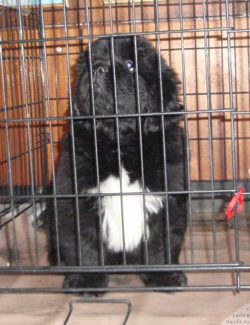 Фото: дети, ньюфаундленд Супер Премиум Женева (Super Premium Zheneva), ньюфаундленд Супер Бизон Армани (Super Bizon Armani)