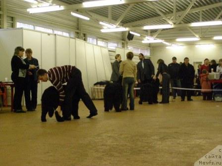 Фото: ньюфаундленд Skippers Open Arms, ньюфаундленд Великий Медведь Билавд Бай Олл (Velikiy Medved Beloved By All), ньюфаундленд Cayuga Mescalero