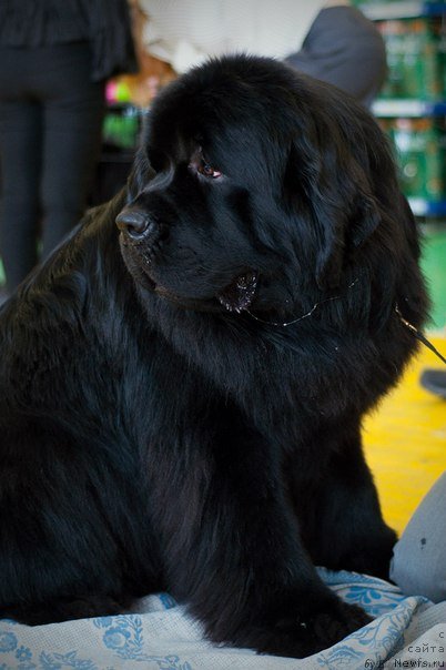 Фотография № 89975