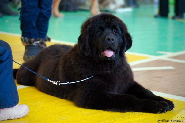 Фото: ньюфаундленд Примадонна Климская