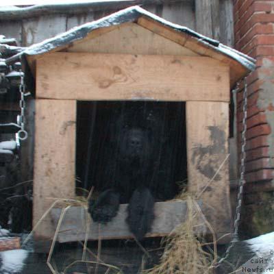Фото: ньюфаундленд Великий Медведь Бегущий по Волнам