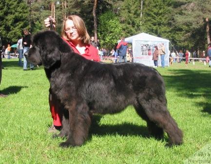 Фото: ньюфаундленд Сент Джонс Дали (Sent Djons Dali)