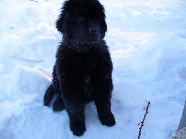 Фото: ньюфаундленд Данс Мемори Фьюджан Риф