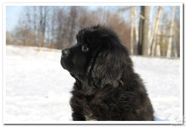 Фотография № 90025