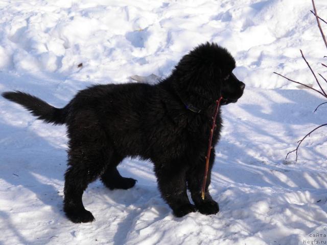 Фото: ньюфаундленд Данс Мемори Фьюджан Риф