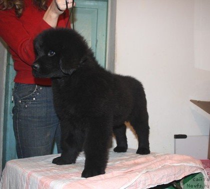 Фото: щенки, ньюфаундленд Жгучий Брюнет с Берега Дона, ньюфаундленд Владлена, 2010