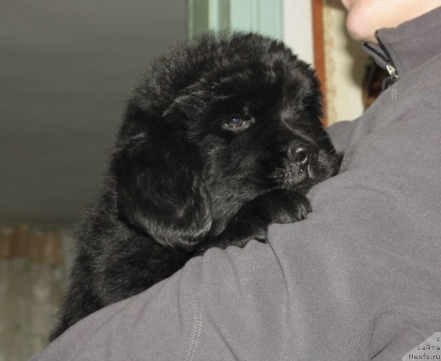 Фото: щенки, ньюфаундленд Князь Додон с Берега Дона (Knyaz Dodon s Berega Dona), ньюфаундленд Владлена, 2011