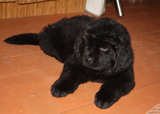 Фото: щенки, ньюфаундленд Князь Додон с Берега Дона (Knyaz Dodon s Berega Dona), ньюфаундленд Владлена, 2011