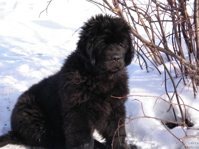 Фото: ньюфаундленд Данс Мемори Фьюджан Риф