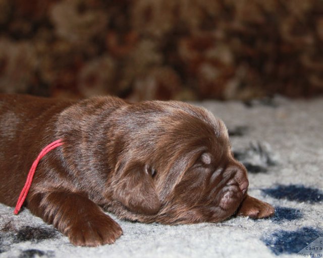 Фотография № 90042