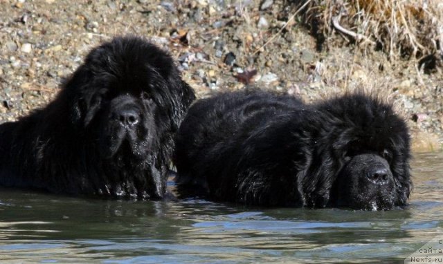 Фото: ньюфаундленд Сент Джонс Херо фор Клуфбеар (Sent Djons Hero for Kloofbear), и его дядя Эдисон