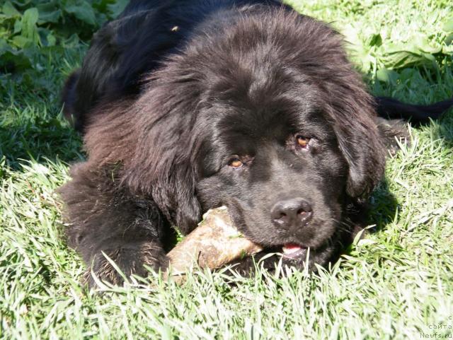 Фото: ньюфаундленд Данс Мемори Фьюджан Риф