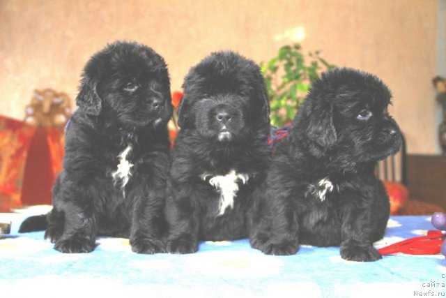 Фотография № 90068