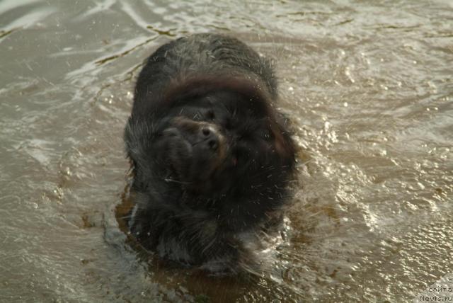 Фото: ньюфаундленд Данс Мемори Фьюджан Риф