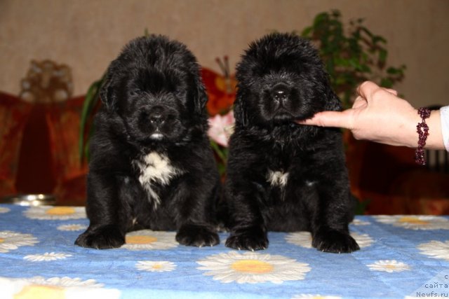 Фотография № 90070