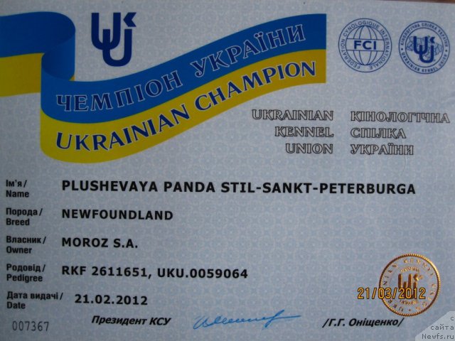Фото: ньюфаундленд Плюшевая Панда Стиль-Санкт-Петербурга