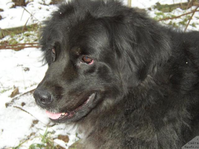 Фото: ньюфаундленд Лесли Голден