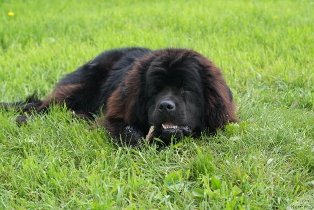 Фото: ньюфаундленд Данс Мемори Фьюджан Риф