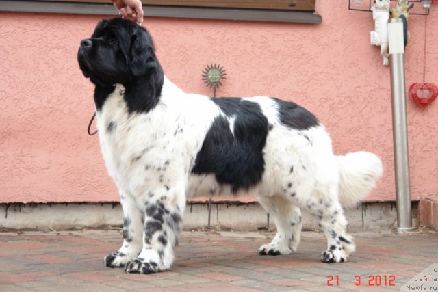 Фото: ньюфаундленд Аквиан Сонг Зеро Гравити (Akvian Song Zero Graviti)