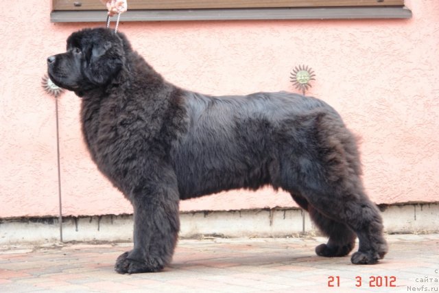 Фото: ньюфаундленд Сент Джонс Хендсел фо Ми (Sent Djons Handsel for Me)