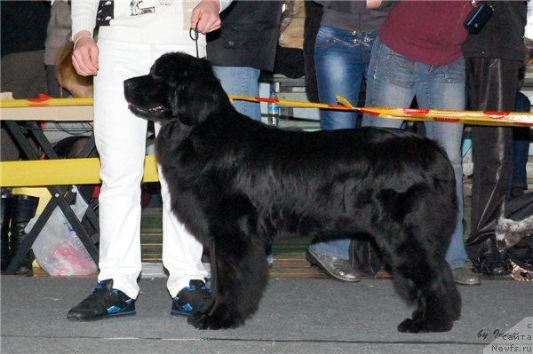 Фото: ньюфаундленд Нефертити Красавица Грядет