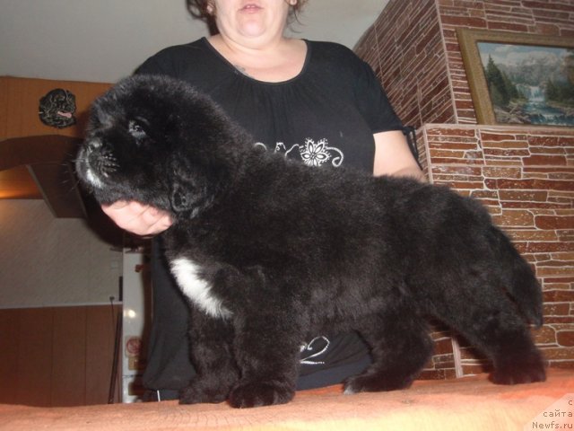 Фото: ньюфаундленд Ньюфорт Фактория Успеха