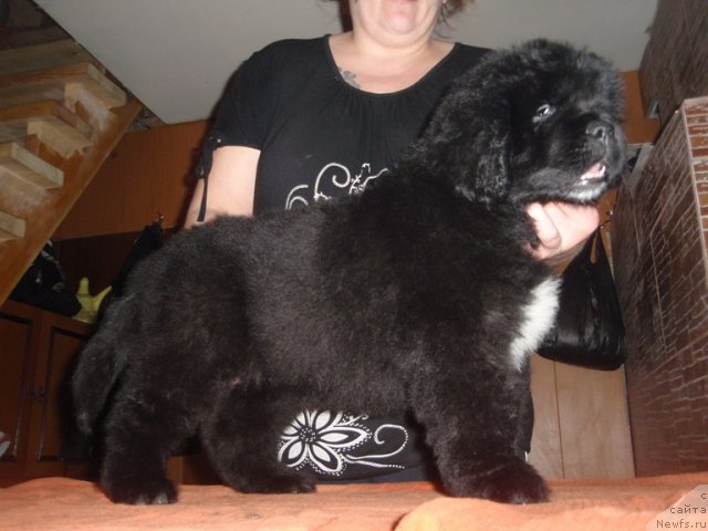 Фотография № 90110