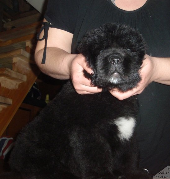 Фото: ньюфаундленд Ньюфорт Фактория Успеха