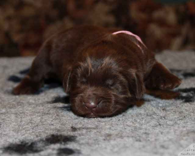 Фотография № 90130