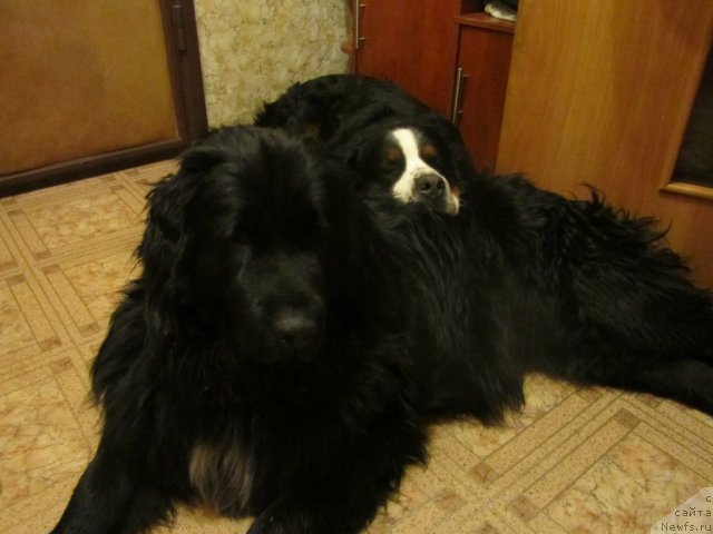 Фото: ньюфаундленд Питерньюф Едельвейсс