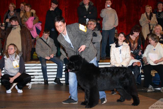 Фото: ньюфаундленд Skippers Only You for Smigar, Александр Коротков