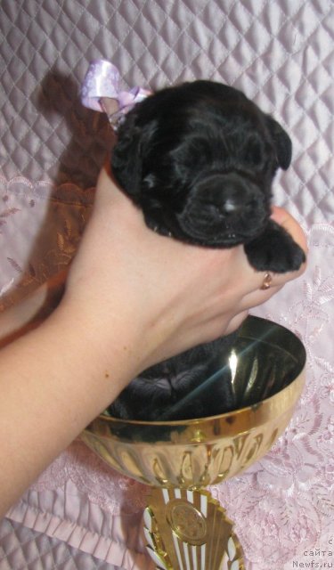 Фото: ньюфаундленд Султана Эндлес-Лов