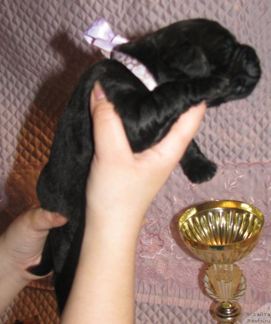 Фото: ньюфаундленд Султана Эндлес-Лов