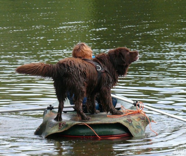 Фото: ньюфаундленд Юджин с Берега Дона, Лилиана Рахматова