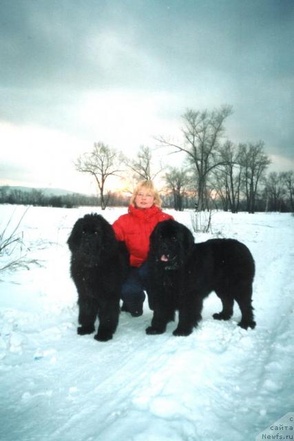 Фото: ньюфаундленд Южный Шарм из Медвежьего Яра (Yuzhny Sharm iz Medvejyego Yara), ньюфаундленд Царевич Славный из Медвежьего Яра (Tsarevich Slavny iz Medvejyego Yara), Светлана Приходько