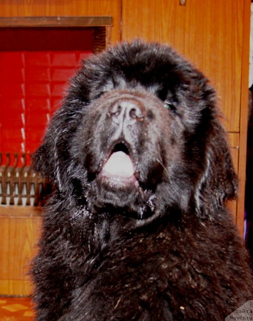 Фото: ньюфаундленд Фанньюф Тибул Желанный для Их Высочества