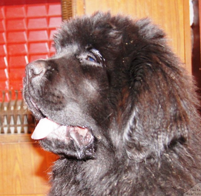 Фото: ньюфаундленд Фанньюф Тибул Желанный для Их Высочества