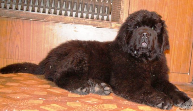 Фото: ньюфаундленд Фанньюф Тибул Желанный для Их Высочества