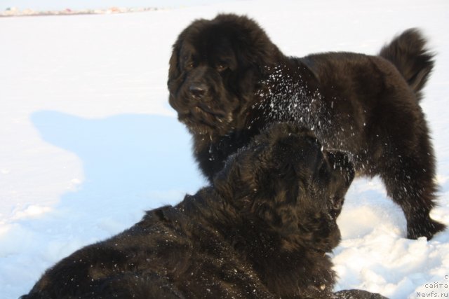 Фото: ньюфаундленд Fortuna of Giant's Island, ньюфаундленд Бегущая по Волнам Зеро Коол