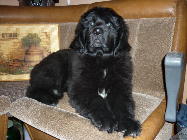 Фото: ньюфаундленд Рокко Покоритель Сердец