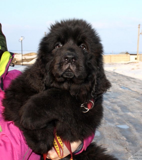 Фото: WALKING UNDER STARLIGHT NUO OZO KALVU