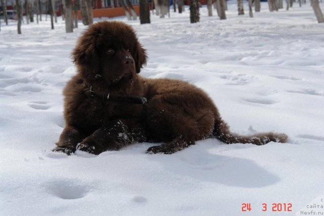 Фото: ньюфаундленд Ньюфот Прим Роуз