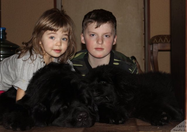 Фото: ньюфаундленд Сент Джонс Юна, [d10928]и дети