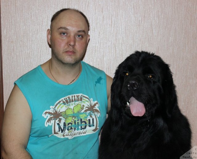 Фото: Андрей Барановский, ньюфаундленд Сент Джонс Челенжер