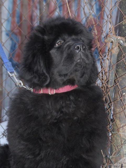 Фото: ньюфаундленд Жолли Вандерфулл из Медвежьего Яра (Zholli Wonderfull iz Medvejyego Yara)