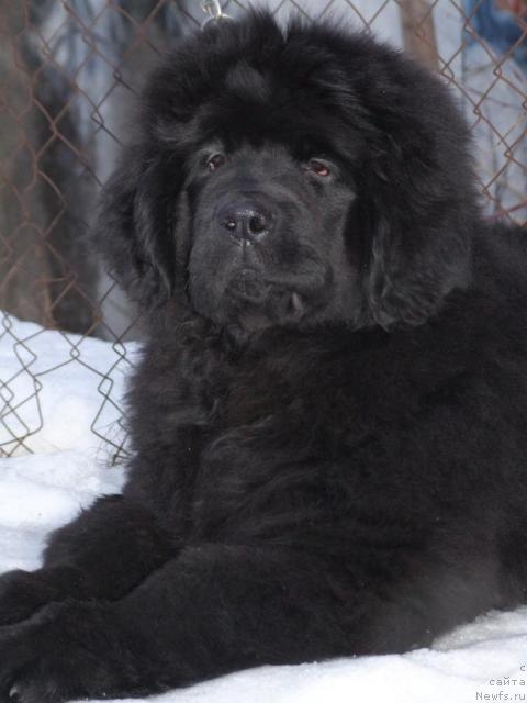 Фото: ньюфаундленд Жолли Вандерфулл из Медвежьего Яра (Zholli Wonderfull iz Medvejyego Yara)