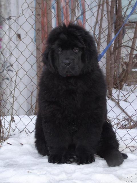 Фото: ньюфаундленд Жолли Вандерфулл из Медвежьего Яра (Zholli Wonderfull iz Medvejyego Yara)