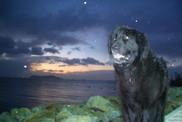 Фото: ньюфаундленд Саймон