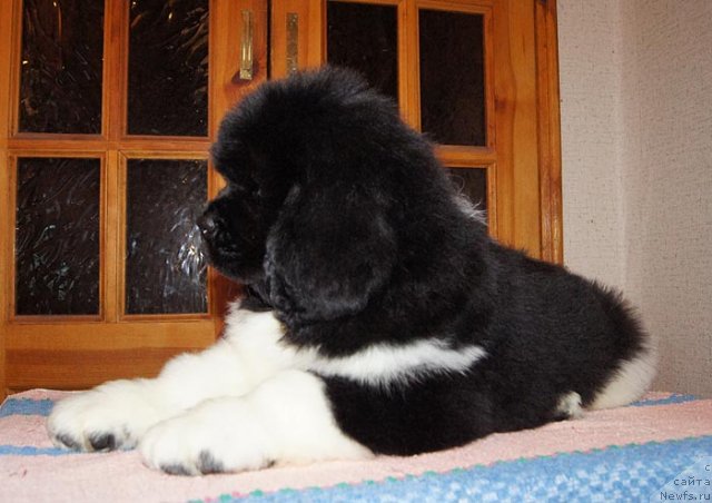 Фото: ньюфаундленд Супер Бизон Зима